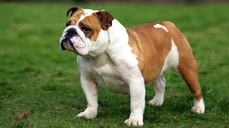 Bulldog Dog Breed