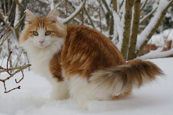 Norwegian Forest Cat Breed