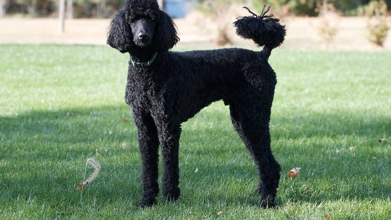 Poodle Dog Breed