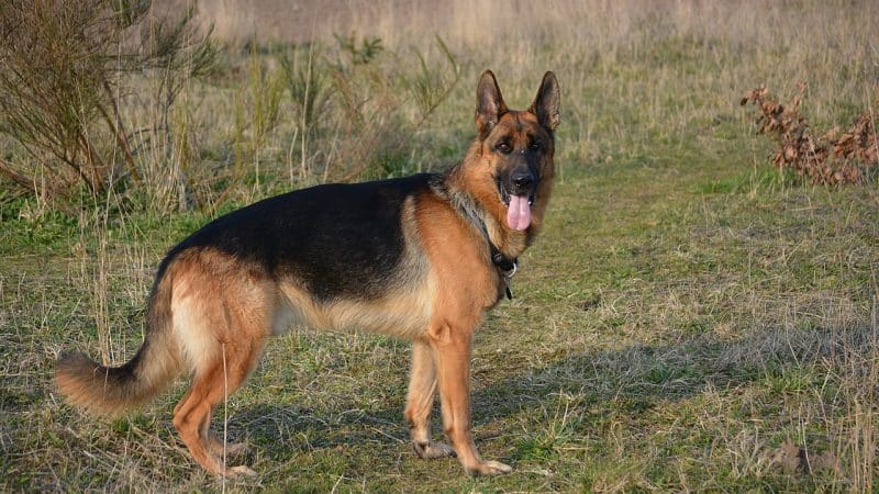 German Shepherd Dog Breed