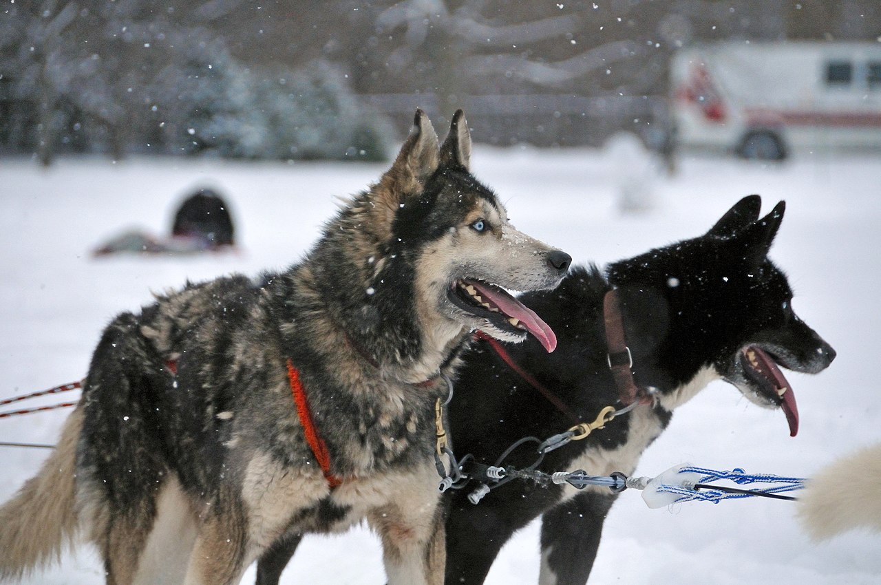 Husky Dog Breed