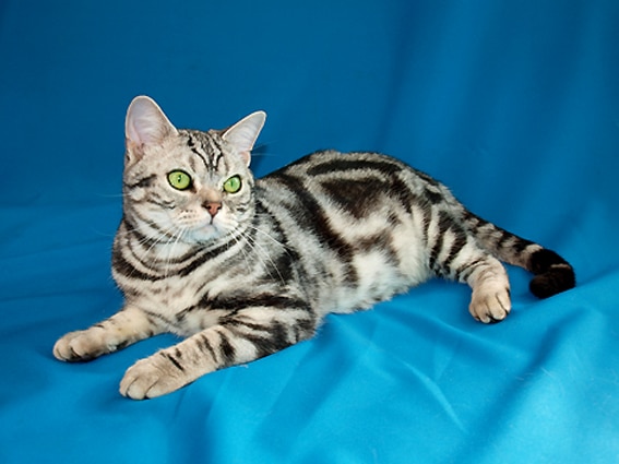 American Shorthair Cat Breed