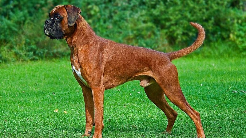 Boxer Dog Breed