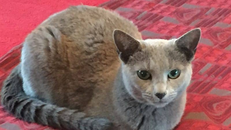 Russian Blue Cat Breed