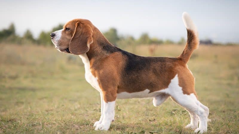 Beagle Dog Breed