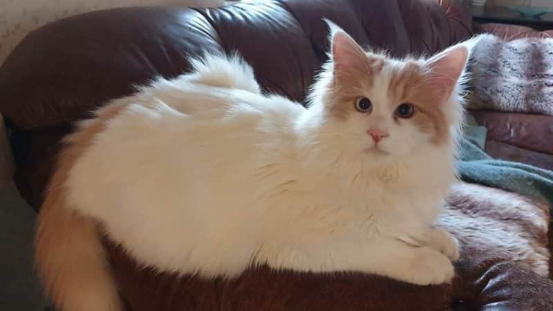 Turkish Van Cat Breed