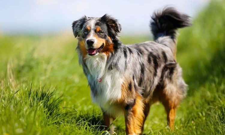 Australian Shepherd Dog Breed