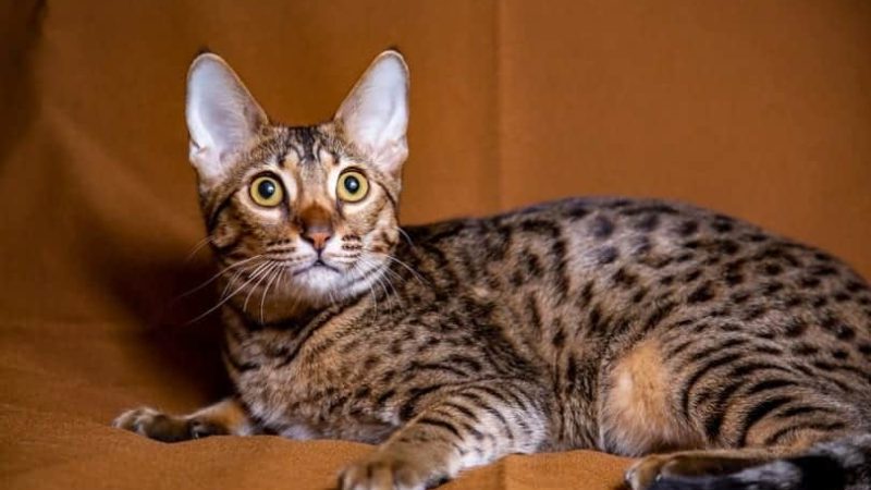 Savannah Cat Breed